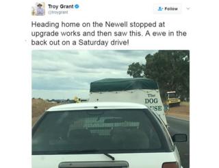 An image of Mr Grant's tweet showing the photo he took, and captioned: "Heading home on the Newell stopped at upgrade works and then saw this. A ewe in the back out on a Saturday drive!"