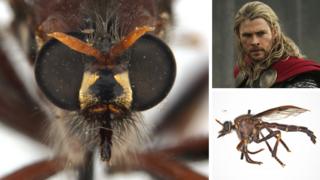 The Thor fly, or Daptolestes bronteflavus, meaning blond thunder