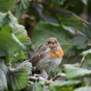 Robin on a tree branch