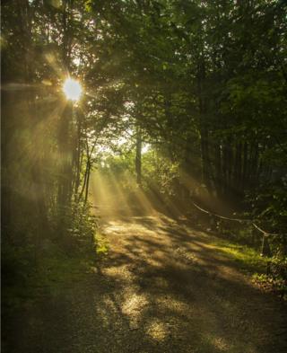 Sunlight through trees