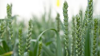 GM Wheat