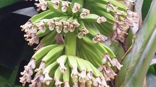 Banana cultivada na Universidad de Wageningen