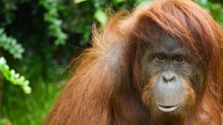 Sumatrano orangutanas.