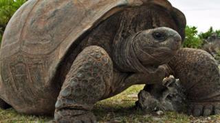 Rùa khổng lồ Aldabra