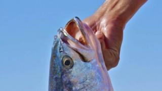Corvina del Golfo. Foto: gulfprogram.ucsd/Simon Freeman