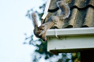 Squirrel holding another squirrel on a roof