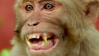MONKEY