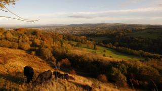 Cattle grazing on Leckhampton hill in the Cotswolds