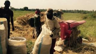 Nigeria Rice