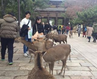 ฝูงกวางถูกเลี้ยงอยู่ในเมืองนารามานานหลายร้อยปีแล้ว