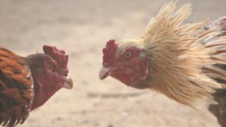 పాకిస్తాన్ కోడి పందేలు