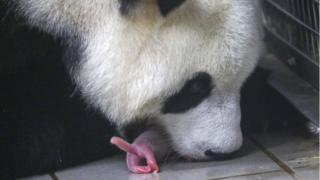 panda, belgia