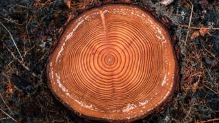 tree-trunk-with-lots-of-rings