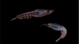 krill