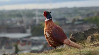 bird