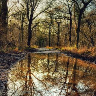 Brasenose Woods in Oxford