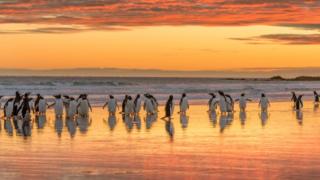 Falkland Islands Media Guide - BBC News