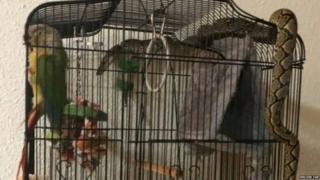 parrot in Singapore