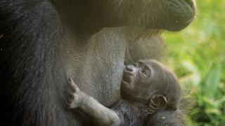 Безымянная горилла на фото со своей матерью.