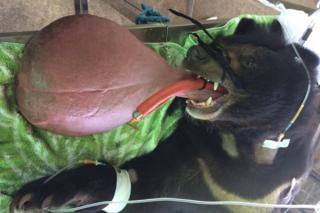 Oso con una lengua enorme