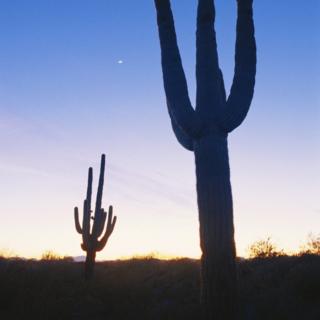 cactus saguaro