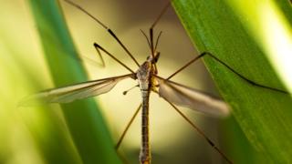 Crane fly