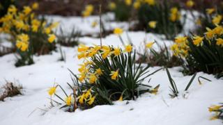 Snow-covered daffodils after snowfall in Scotland.