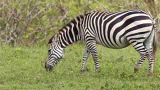 A zebra grazes in Cayo Saetía, Cuba