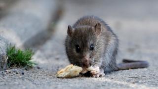 Rat