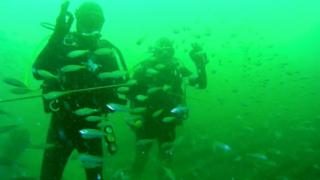divers