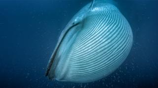 Ballena