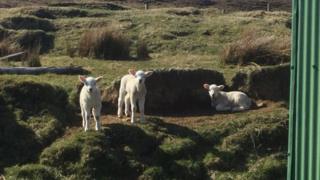 Lambs