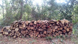 Área de floresta secundária desmatada na região de Bragantina
