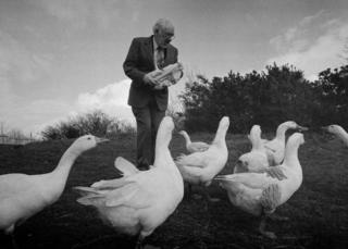 Man feeding geese