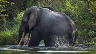 La population d'éléphants continue de diminuer en raison des conflits et des activités humaines, a souligné lundi un rapport de la convention CITES.