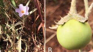 Flor y tomate de Solanum plastisexum