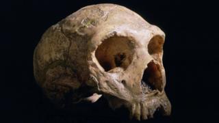 Неандерталец череп