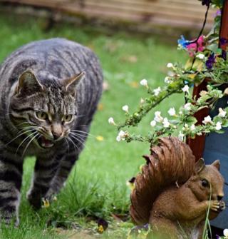 A visiting cat in Polmont is unsure if this squirrel statue is real