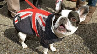 Собака с британским флагом