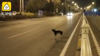 እቲ ከልቢ ኣብ ፅርጊያ ደው ኢሉ