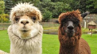 Camelids