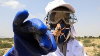 A worker from Somaliland's Ministry of Agriculture holds a desert locust after spraying them with bio-pesticide in one of the breeding grounds for the desert locusts in Geerisa town, Lughaya District, some 350km north east of the capital Hargeisa