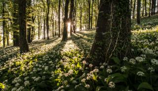 The wild garlic carpet - by Robin Goodlad (UK)