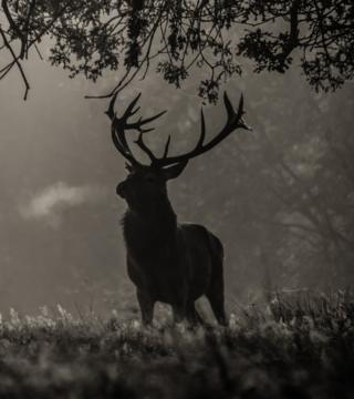 Silhouette of a stag