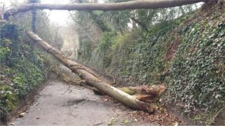Fallen tree