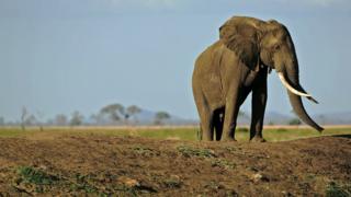 elephant