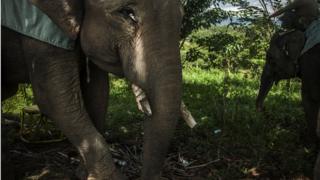 Elephants