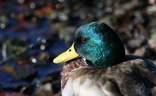 Duck