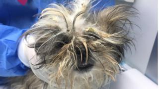 A shih tzu cross dog