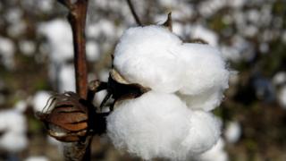 Le Bénin est 4è producteur africain de coton en 2016